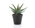 Agave small | BY-BOO